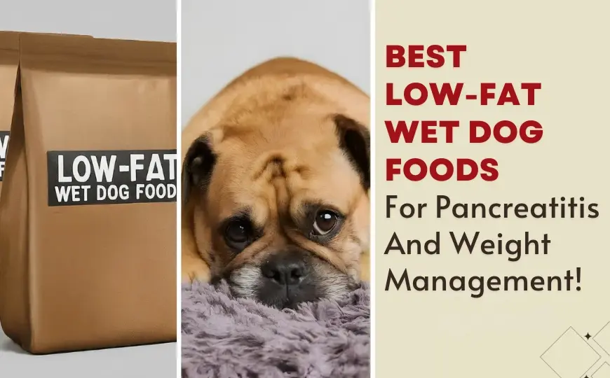7 Best Low Fat Wet Dog Food Uk- Fat to Fit!